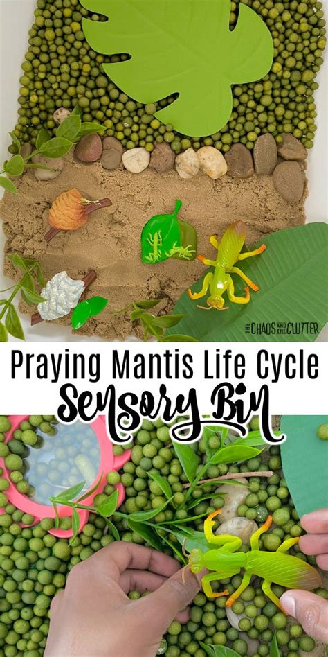 Praying Mantis Life Cycle Sensory Bin In 2021 Praying Mantis Life