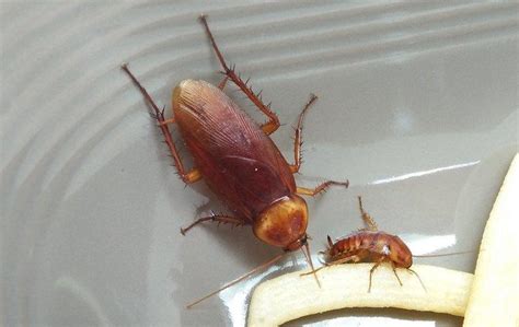 Blog What You May Not Know About The Dangers Of Cockroaches In Huntsville