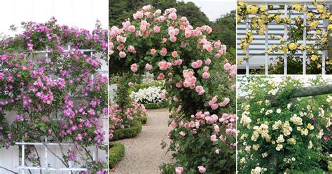 21 Best Thornless Roses You Can Grow List Of Thornless Roses