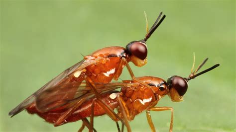 Sex On Six Legs When Insects Go Wild Npr