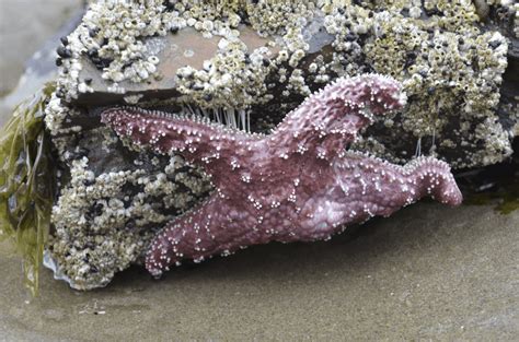 Animals In The Tidal Pools And On The Oregon Coast