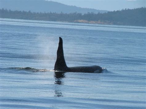 The Naming Of Resident Killer Whales Whale Tales