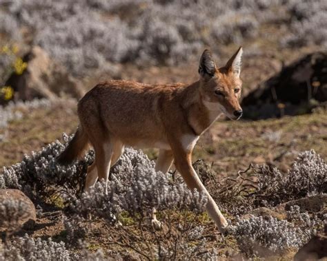 Ethiopian Wolf Facts Diet Habitat And Pictures On Animaliabio