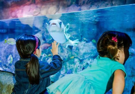 SEA LIFE Aquarium San Antonio tickets | musement