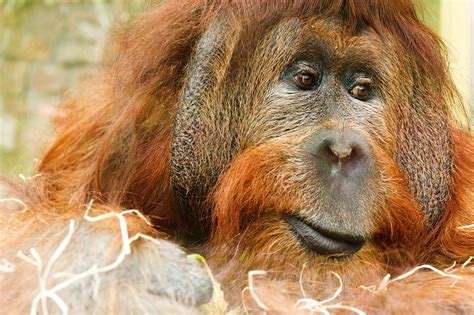 Sandra The Orangutan Freed From A Zoo After Being Granted Personhood