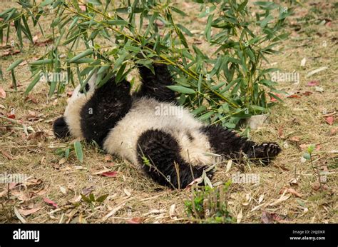 China Sichuan Chengdu Panda Base Stock Photo Alamy