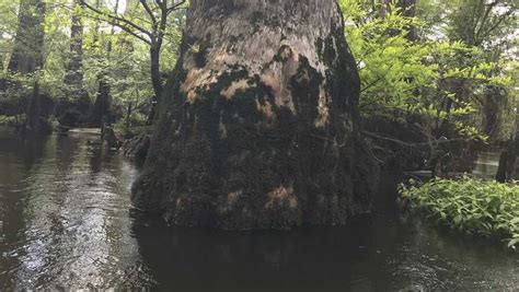 Ancient Bald Cypress Tree Found In North Carolina Ancient Tree Bald
