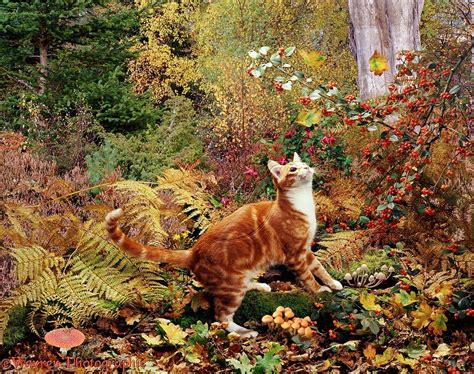 Beautiful Autumn Scene And Ginger Cat Pretty Cats Beautiful Cats