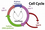 Phases Of Protein Synthesis
