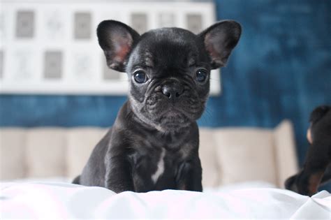 We believe a happy frenchie makes the best companion. French Bulldog Puppies Texas