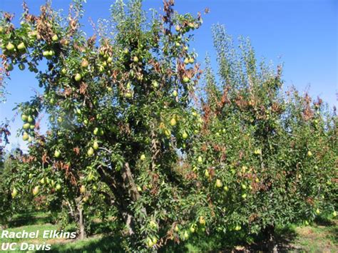 Fabraea leaf spot infection occurs from spring to summer, and like apple scab, spores are released and spread during periods of rainfall. Fire Blight | New England Tree Fruit Management Guide