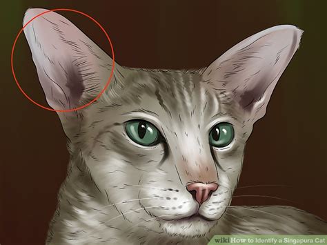 How To Identify A Singapura Cat 9 Steps With Pictures Wikihow Pet