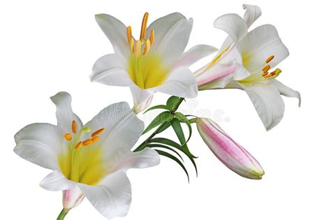 Easter Lily Stock Photo Image Of Flower Easter Floral 10559456