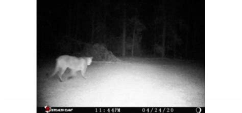 Dnr Confirms 6 Cougar Sightings In Michigan So Far In 2020 Camp With Nick