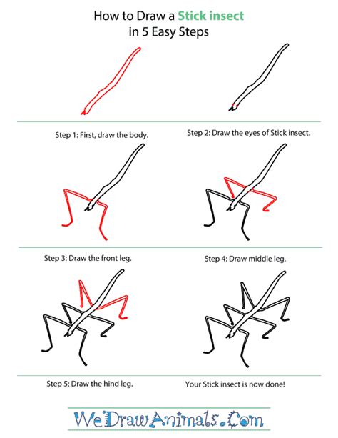 How To Draw A Stick Insect
