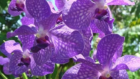 Types Of Purple Orchids Garden Guides