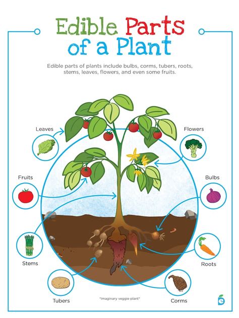 Plant Parts Printable It Shows Them The Location Of The Stem Leaves