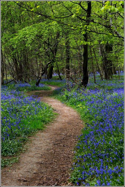 246 Best English Bluebells Images On Pinterest Forests