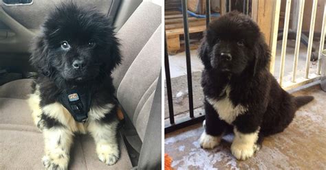 30 Cute Newfoundland Puppies That Are Actually Giants In