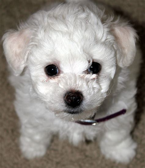 Zoe My Favorite Bichon Frise Puppy Bichon Frise Puppy Bichons Cute