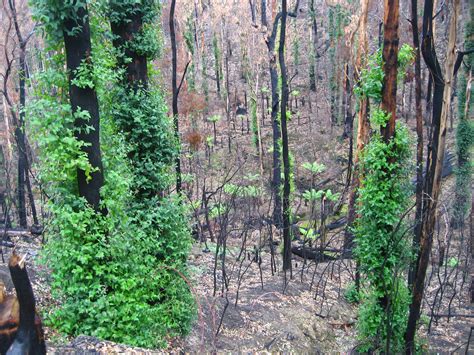 Greenfleet Australia Black Saturday Bushfire Regeneration 20 June 2009