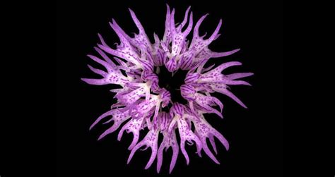 Things to do near lucky flower trekking service. 7 Unique Flowers You're Lucky You'll Never Come Across
