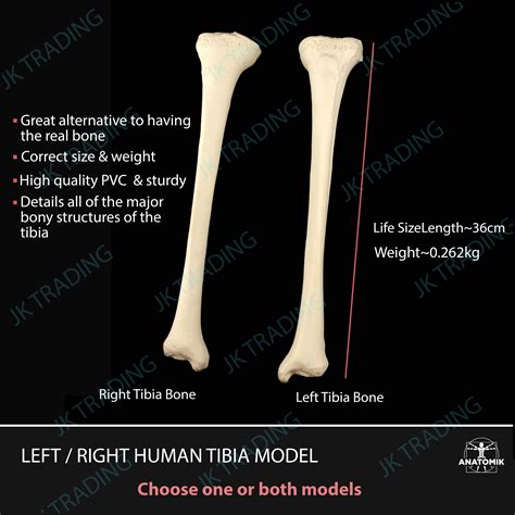 Anatomical Human Tibia Bone Model Left And Right Leg Skeleton Anatomy