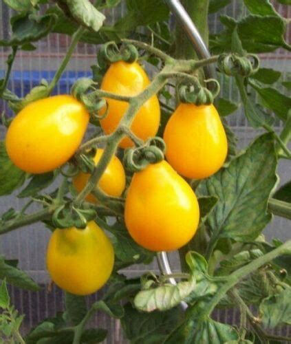 10 Tomatensamen Yellow Pea Gelbes Birnchen Tomaten Samen Tomaten Ebay