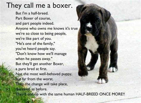 We've assembled the ultimate list of the 10 best loss of a dog poems to help you celebrate the life of a furry friend. Boxer poem | Boxer love, Boxer dogs, Boxer