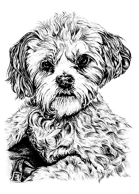 Portrait de chien à colorier A partir de la galerie Animaux Chien