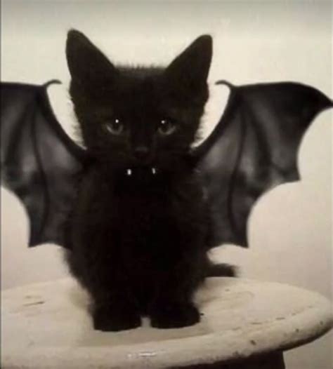 Bat🖤😻 Baby Cats Pretty Cats Cute Cats And Dogs