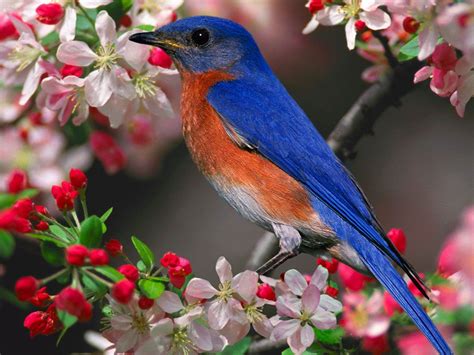 Spring Birds Wallpapers Wallpaper Cave