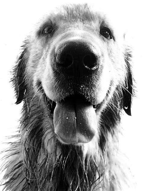 Portrait Of A Happy Dog Photograph By Osvaldo Hamer