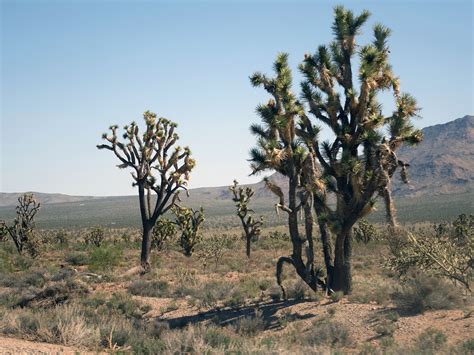 Joshua Trees Near Grand Canyon West Rim 9 April 2018