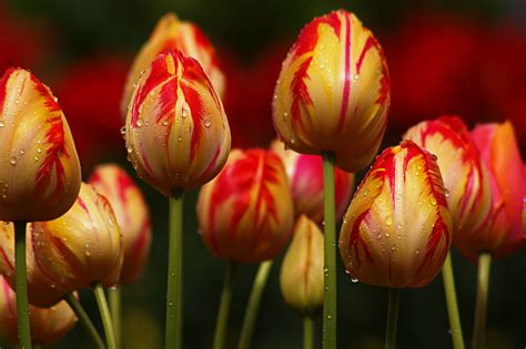 90 ảnh Hoa Tulip Làm Hình Nền điện Thoại Mới Nhất Co Created English