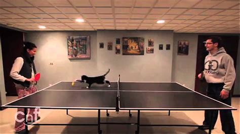 Ping Pong Cat Adorable Kitty Joins The Game Youtube
