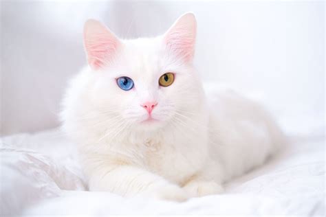 Turkish Angora Cat Pros And Cons Hellobark