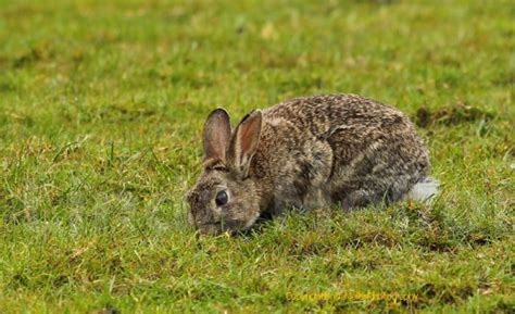 Wild Rabbits In Cumbria Linda Mellor Writer And Photographer