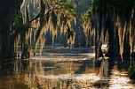 15 Best Louisiana Swamp Tours - The Crazy Tourist