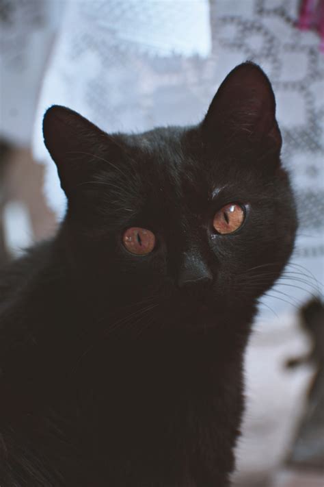 38 Top Pictures Magical Black Cat Names Female 210 Terrific