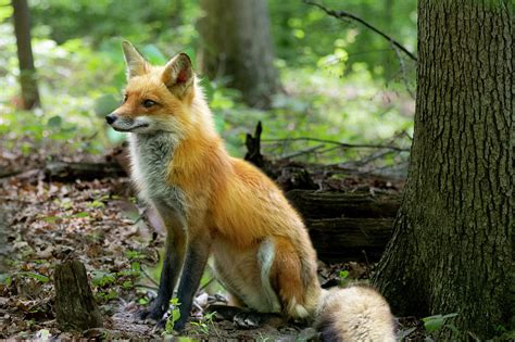 Adult Red Fox Sitting Photograph By Dan Friend Fine Art America