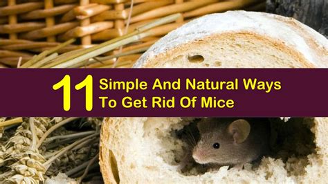 This quest will fail if not completed before starting the isle of mists. 11 Simple And Natural Ways To Get Rid Of Mice