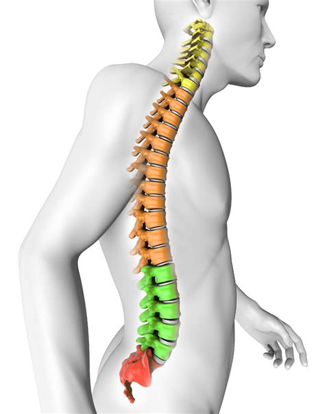 Click on the images if you wish to have them printed. Spinal Column: An Integral Part of the Human Body