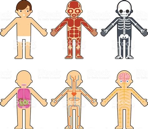 Anatomy Clipart Kids Muscles 10 Free Cliparts Download Images On