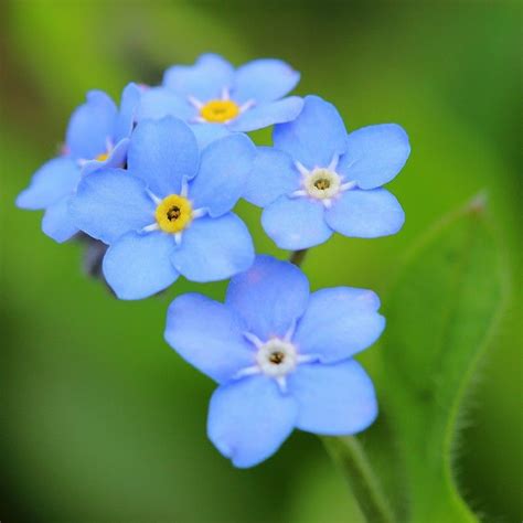 Pin By Jennifer Silva On Flowers Forget Me Nots Flowers Forget Me