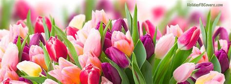 Spring Day Fresh Pink Purple Tulips Facebook Cover