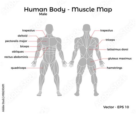 Body Muscle Names Male Human Body Muscle Map With Major Muscle Names