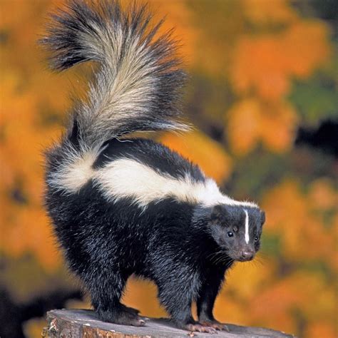 Canadian Wildlife Federation On Instagram The Striped Skunk Seems To
