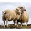 In Praise Of Icelandic Sheep  National Nordic Museum