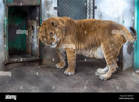 Liger Hybrid Big Cats Our Planet 18 Facts About Ligers The Largest Hybrid Cat In The World
